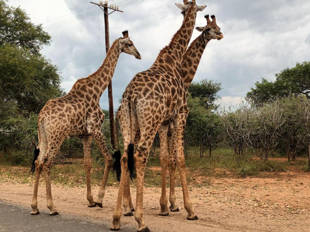 South Safari Lodge 玛洛斯帕克 外观 照片
